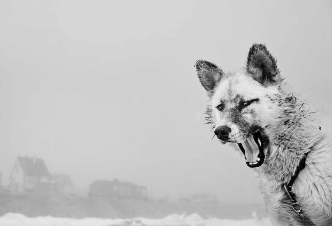 Dog in arctic environment. Black and white photo